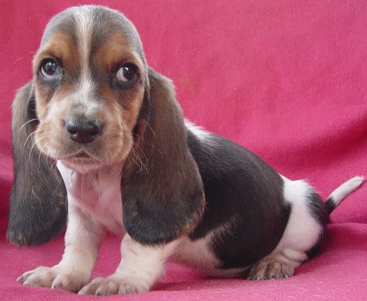 picture of Basset puppy
