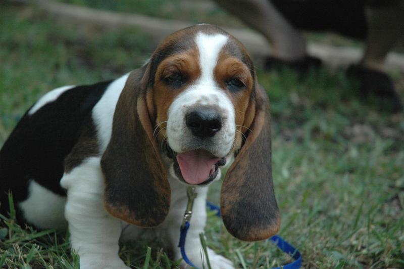 cute and funny lookin Basset puppy
