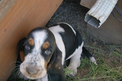 Basset puppy looking up to the camera
