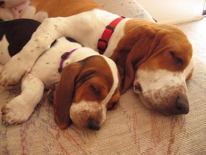 two Basset puppies sleeping next to each
