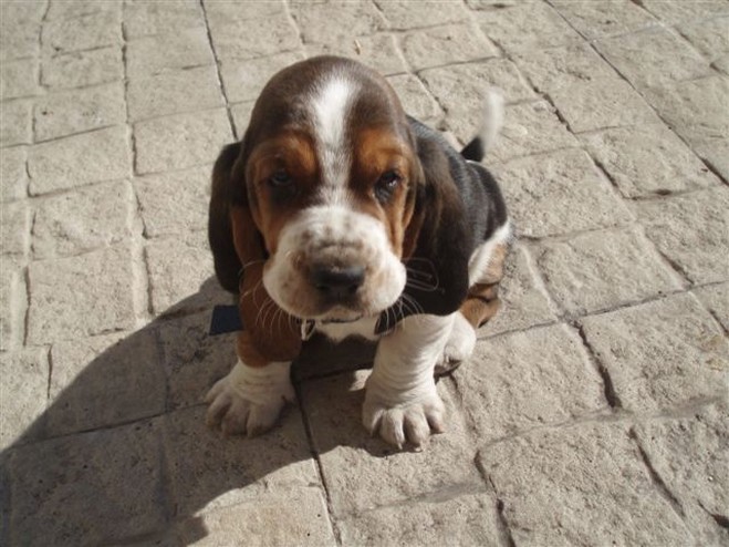 sad but cute looking Basset puppy photo
