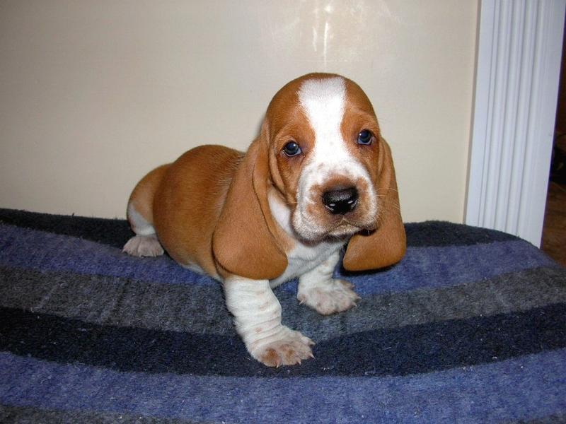 Basset puppy in golden and white

