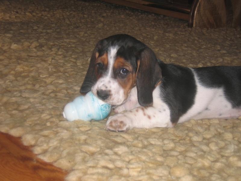 Basset puppy playing its toy
