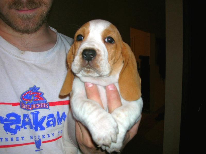 Basset puppy in gold tan and white
