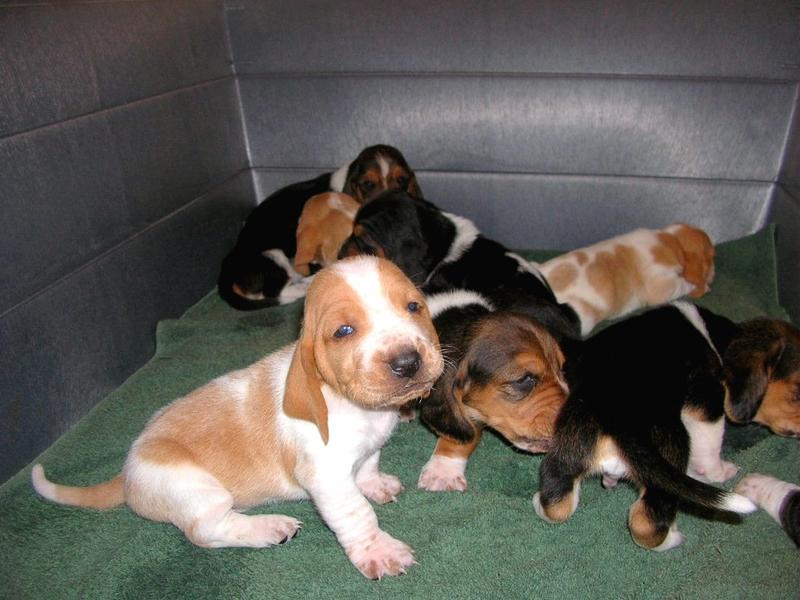 Basset puppies picture
