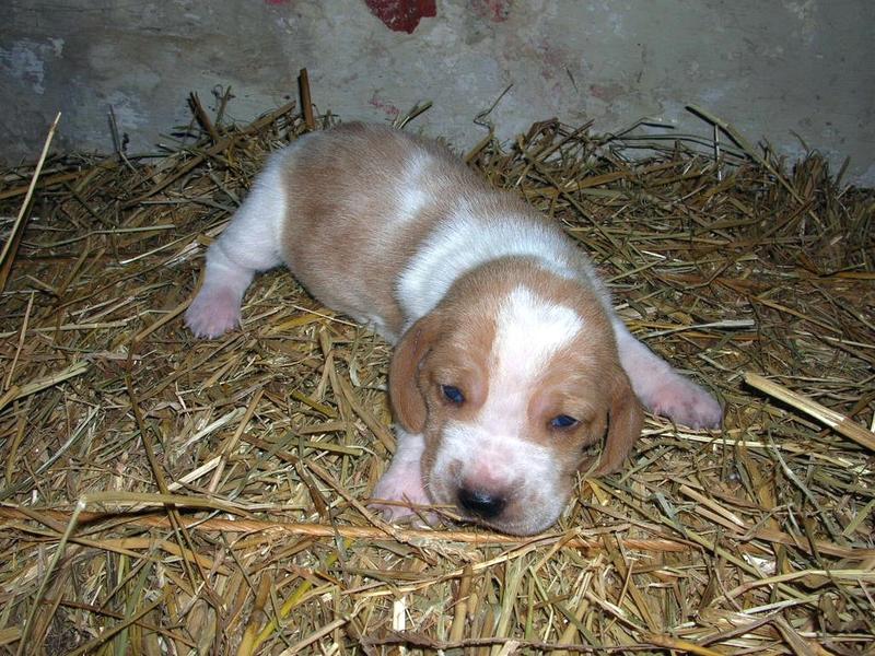 newborn Basset puppy
