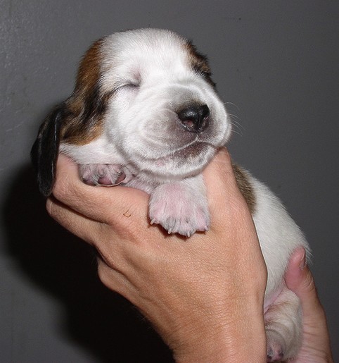 very young Basset puppy photo

