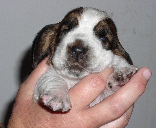 very young Basset puppy picture
