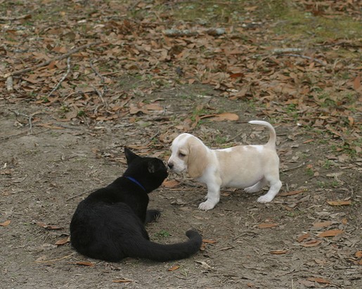 Basset puppy with black cat
