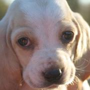 close up face of Basset puppy pic
