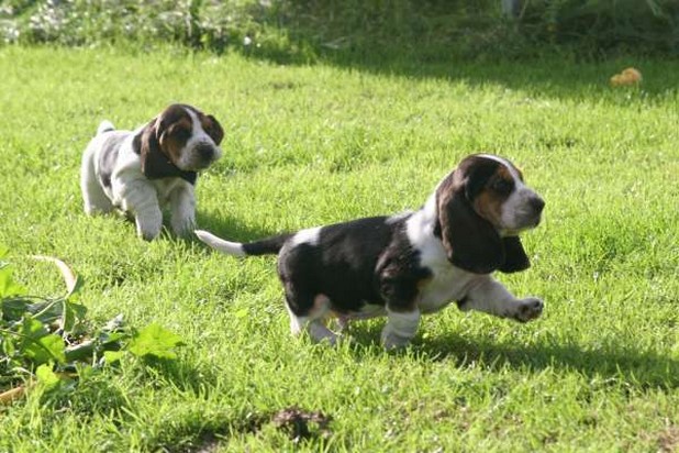 two Basset puppies playing on the grass
