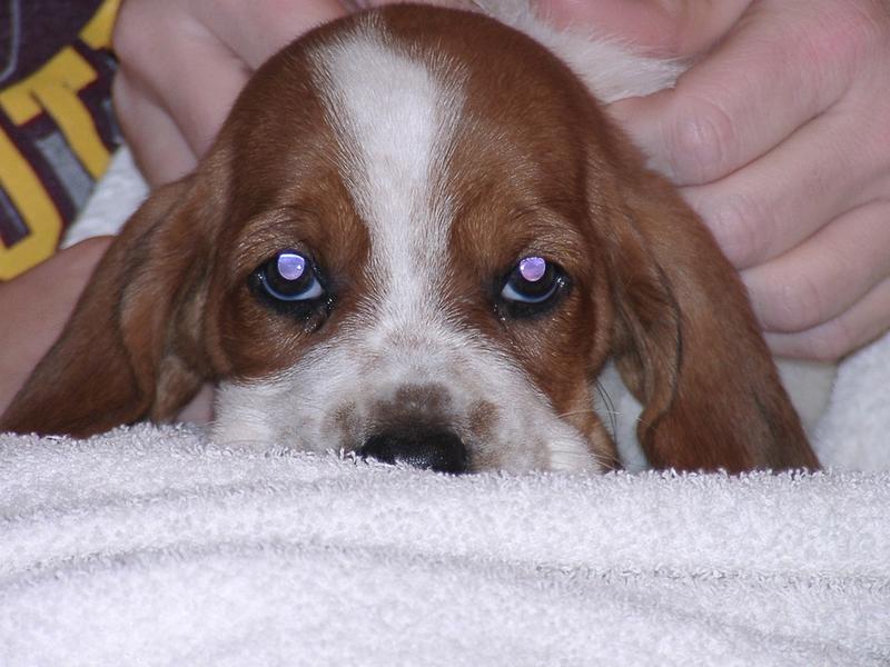 picture of Basset puppy face
