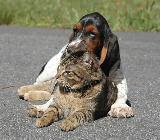 funny picture with Basset puppy and cat
