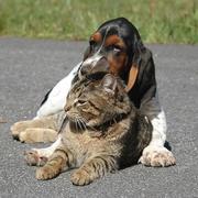 funny picture with Basset puppy and cat
