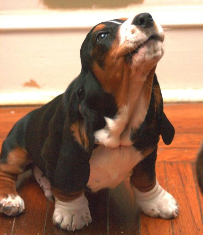 Basset puppy looking up

