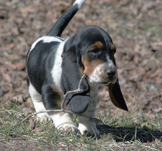 Basset puppy holding branches
