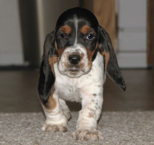 adorable Basset puppy photo
