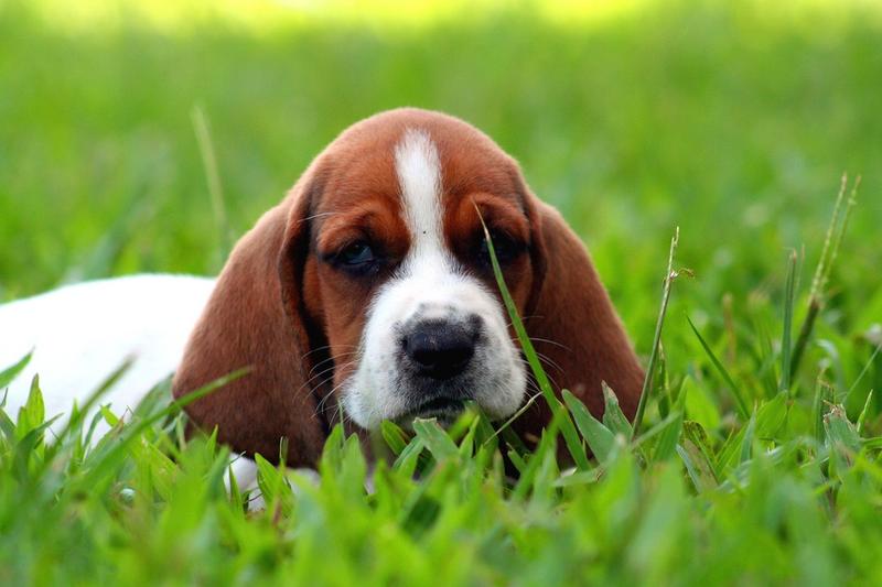 Basset puppy face picture
