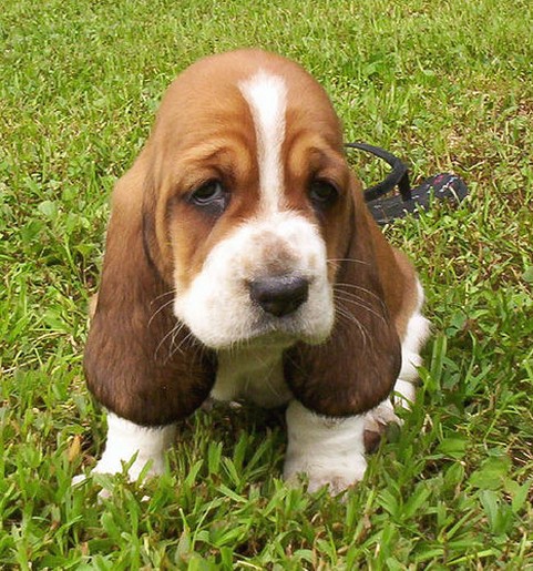 sad but cute looking Basset puppy
