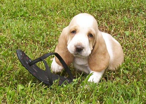 Basset puppy play with slipper_sorry but I don't think you can use this slipper anymore
