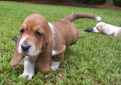 Basset puppy with super long ears
