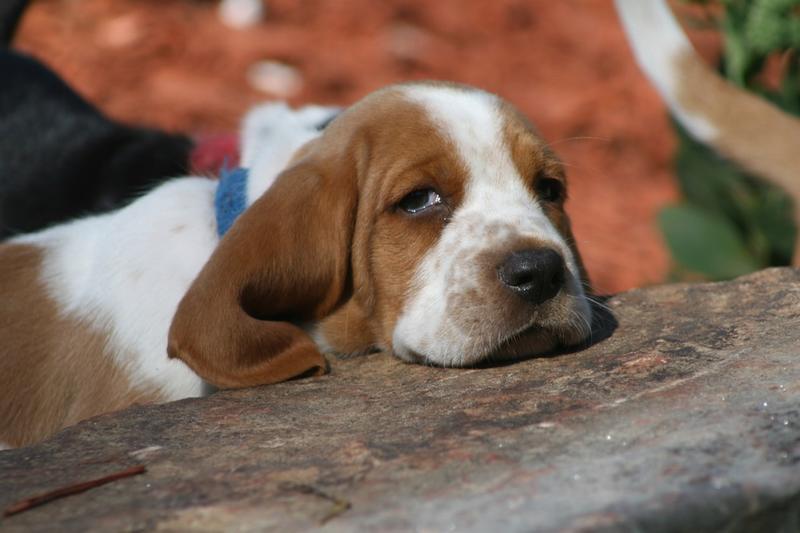 so cute looking Basset puppy photo
