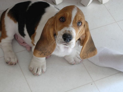 confused looking Basset puppy
