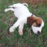 funny looking Basset puppy in white and dark tan
