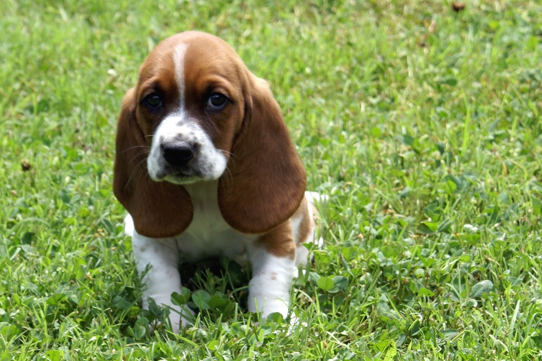 Basset puppy photo on the grass looking cute and sad
