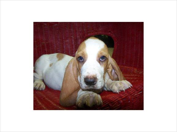 basset puppy-long eyes.jpg
