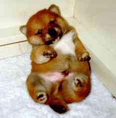 chubby Shiba Inu puppy_so cute.jpg
