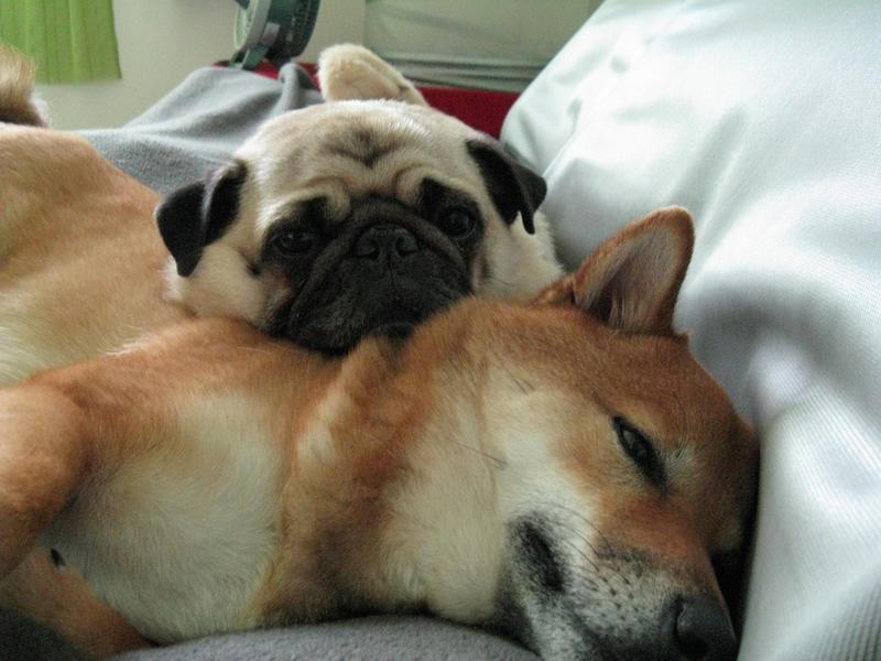 Shiba Inu dog with its friend relaxing in bed.jpg
