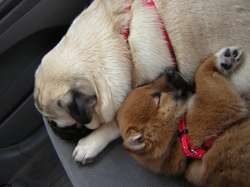 Shiba Inu pup with its friend sleeping in the car.jpg
