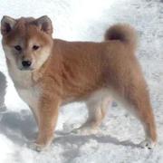 Shiba Inu puppy image.jpg
