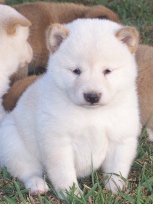Shiba Inu puppy in white.jpg