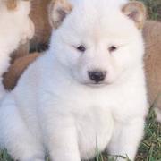 Shiba Inu puppy in white.jpg

