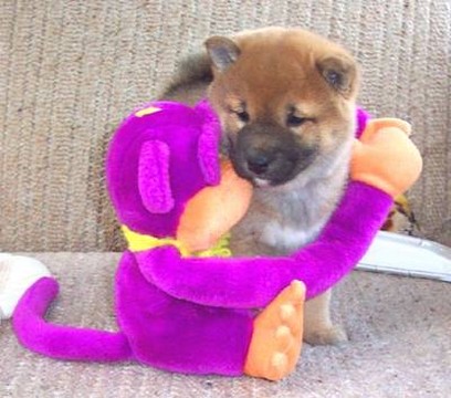 Shiba Inu puppy playing.jpg
