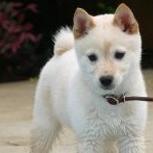white Shiba Inu puppy.jpg
