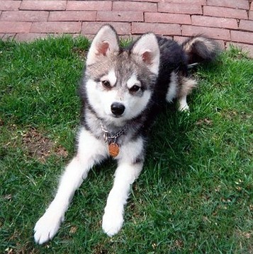 White Black And Grey Shiba Inu Puppy Jpg 10 Comments