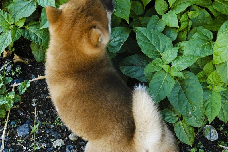 baby dog Shiba Inu.jpg
