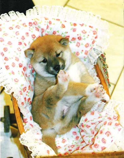 baby Shiba Inu image.jpg
