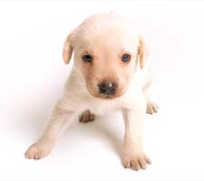 lab young puppy in golden.jpg

