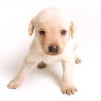 lab young puppy in golden.jpg
