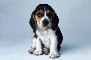 beagle puppy picture.jpg
