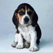 beagle puppy picture.jpg
