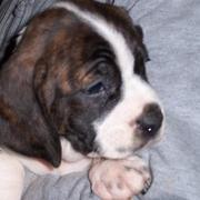 Boston Beagle pup.jpg
