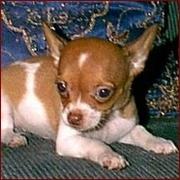 Chihuahua pup.jpg
