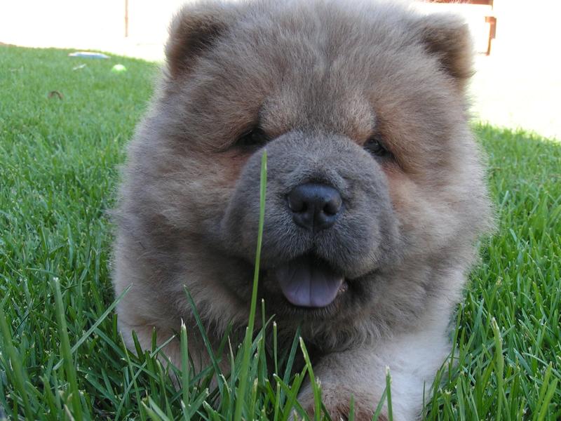 Gray Chow Chow puppy.jpg (19 comments) HiRes 1440P QHD
