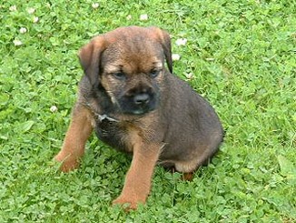 border terrier puppy in brown.jpg
