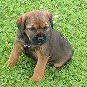 border terrier puppy in brown.jpg
